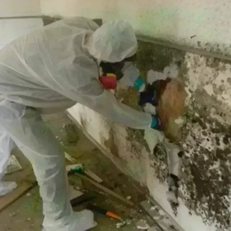 Mold Remediation and Removal in Grundy County, MO